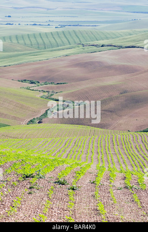 Eine hügelige Landschaft in Cordoba Provinz Andalusien Spanien Stockfoto