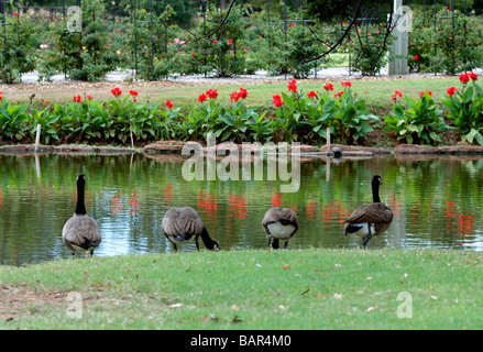 Vier Kanada Gänse, Branta canadensis, stand am Rande eines Sees in einem öffentlichen Park in Oklahoma City, Oklahoma, USA. Stockfoto