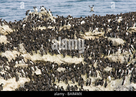 Gemeinsamen Guillemot oder Common Murre - herausragende Naturgebiet Yaquina Head - Newport, Oregon Stockfoto