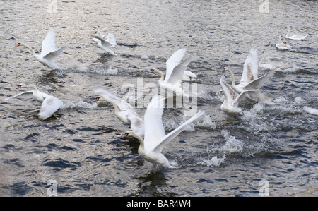 Schwäne auf der Themse in Kingston, Surrey, UK Stockfoto