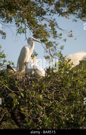 Großer Egret Nest mit Küken und Holz Storch Stockfoto