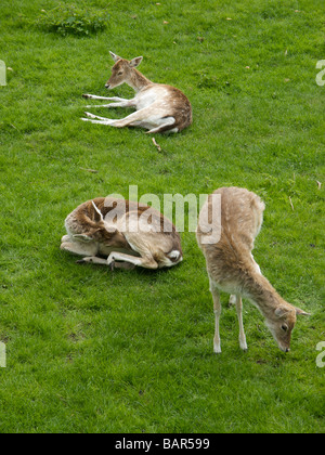 drei Rehe auf dem Rasen Feld Oteppe Belium Stockfoto