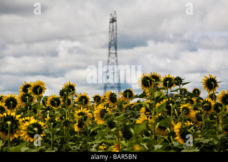 Sonnenblume-Plantage für Pflanzenöl Produktion Fernmeldeturm im ländlichen Bereich Verteilung von elektrischer Energie Stockfoto