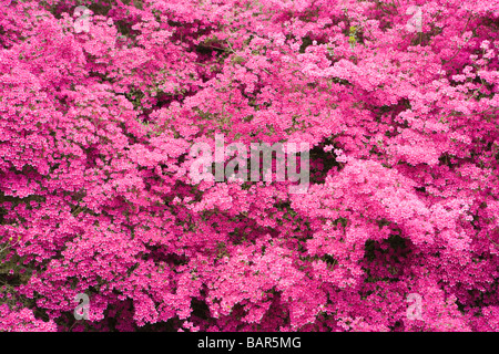 Azalee (Rhododendron 'Amoenum'). UK-Garten. Stockfoto