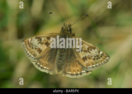 Schmuddeligen Skipper Dorset Mai 2009 Stockfoto