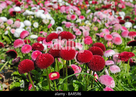 Rote Gänseblümchen Bellis Perennis Sorte Pomponette Doppel daisy Stockfoto