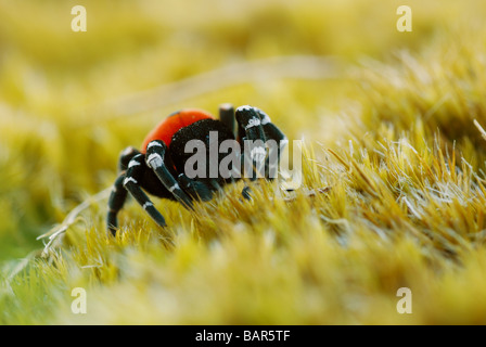 Marienkäfer-Spider Stockfoto