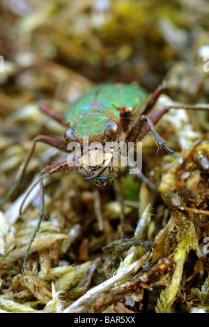 Grüne Sandlaufkäfer frontal Stockfoto