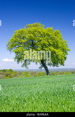 Einsamer Buche im Feld-Hof. North Downs unter Clandon, Surrey, UK. Stockfoto