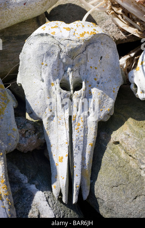 Hafen von Schweinswal (Phocoena Phocoena) Kopf Skelett Stockfoto