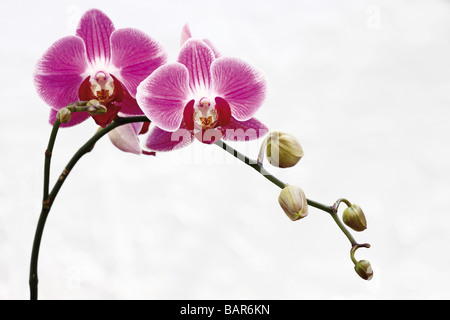 Orchideen blühen (Orchidaceae) Stockfoto