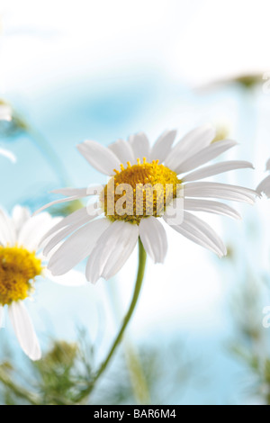 Kamille-Blüten, Nahaufnahme Stockfoto