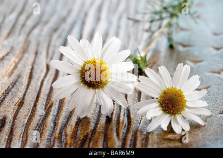 Kamille-Blüten, erhöhten Blick Stockfoto