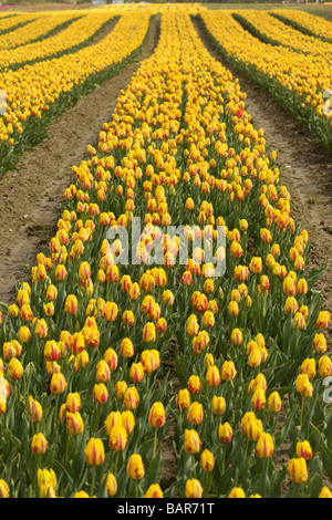 Tulpen blühen an der Agassiz Tulip Festival 2009, "British Columbia", Canada Stockfoto