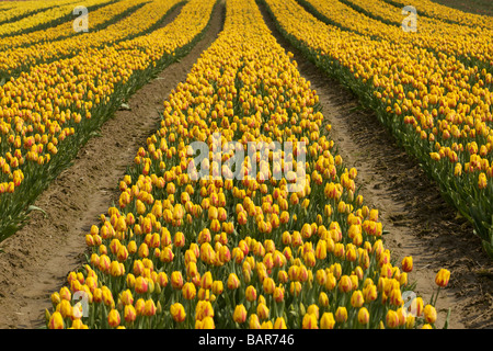 Tulpen blühen an der Agassiz Tulip Festival 2009, "British Columbia", Canada Stockfoto