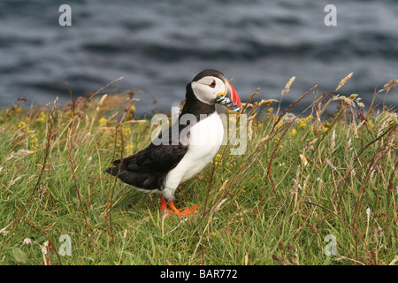 Ein Papageientaucher auf der Insel Staffa, die die berühmte Fingal's Höhle aus sechseckigen Basaltfelsen gemacht hat. Stockfoto