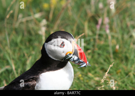 Ein Papageientaucher auf der Insel Staffa, hat der berühmte Fingal Höhle hergestellt aus sechseckigen vulkanischen Basaltfelsen. Stockfoto