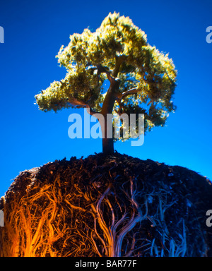 Miniaturbaum mit Cutaway, Tentakel-ähnliche Wurzeln Stockfoto