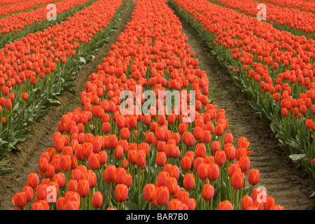 Tulpen blühen an der Agassiz Tulip Festival 2009, "British Columbia", Canada Stockfoto