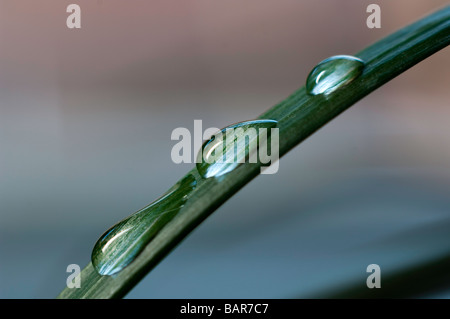Nahaufnahme von Wassertropfen auf einem Grashalm Rasen Pflanze Stockfoto
