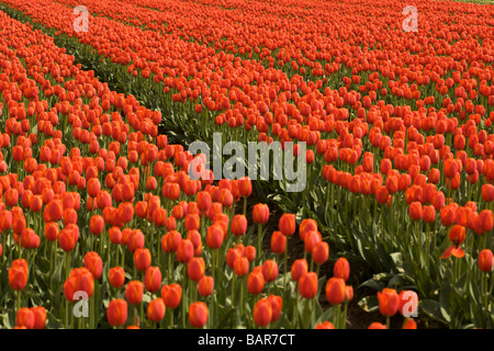 Tulpen blühen an der Agassiz Tulip Festival 2009, "British Columbia", Canada Stockfoto