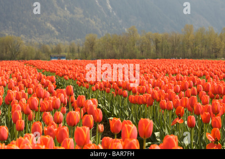 Tulpen blühen an der Agassiz Tulip Festival 2009, "British Columbia", Canada Stockfoto