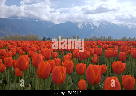 Tulpen blühen an der Agassiz Tulip Festival 2009, "British Columbia", Canada Stockfoto