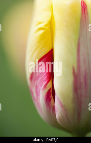 Tulipa. Tulip twister Blume an Keukenhof Lisse, Amsterdam, Holland Abstract Stockfoto