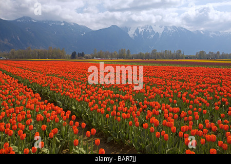 Tulpen blühen an der Agassiz Tulip Festival 2009, "British Columbia", Canada Stockfoto