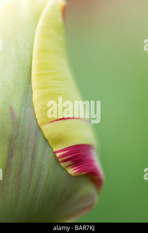 Tulipa. Tulip twister Blume an Keukenhof Lisse, Amsterdam, Holland Abstract Stockfoto