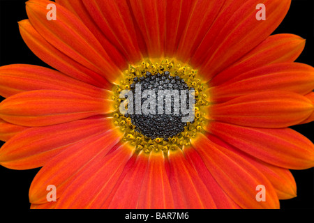 Arctotis Hannah Orange Blume auf einem schwarzen Hintergrund. Stockfoto