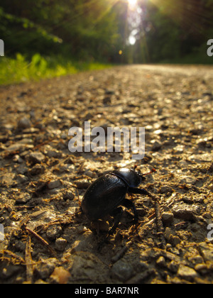 Dor Käfer (Geotrupes Stercorarius) Stockfoto