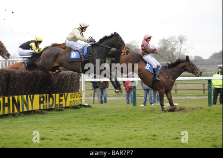 Pferde springen letzten Zaun in Sedgefield Rennen UK Stockfoto