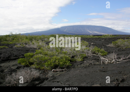 Erstarrte Lava Flow und La Cumbre Vulcano, Punta Espinoza, Fernandina Insel, Galapagos-Inseln, Ecuador. Weiße Mangrovenbäume. Stockfoto