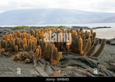 Lava-Kaktus, Brachycereus Nesioticus, Cactaceae, Punta Espinosa, Fernandina (Narborough) Insel, Galapagos-Inseln, Ecuador Stockfoto