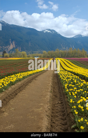 Tulpen blühen an der Agassiz Tulip Festival 2009, "British Columbia", Canada Stockfoto