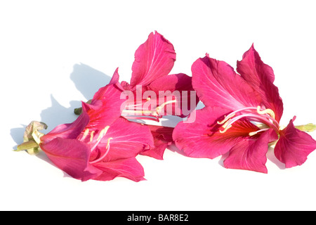 Rosa Blume auf weiß Stockfoto