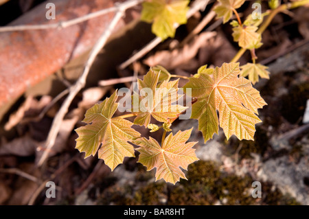 Nahaufnahme von der aufstrebenden Blätter ein Big Leaf Ahorn Baum Bäumchen British Columbia Kanada Stockfoto