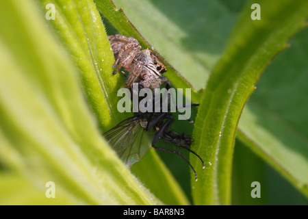 Springen Spinne (Evarcha Arcuata) mit Beute. Diese kleine Spinne hat eine Fliege gefangen. Stockfoto