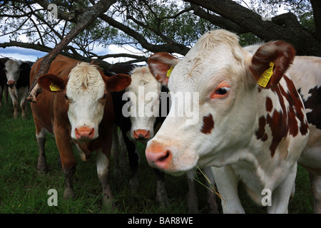 Neugierige junge Kühe in einem Feld Stockfoto