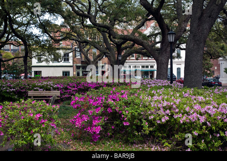 Schönen Stadtparks mit blühenden Azaleen Sträucher in der Innenstadt von Savannah Georgia USA USA Südamerika Stockfoto