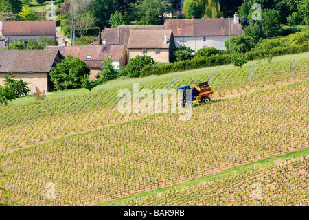 Weinberge der Region Côte Chalonnaise Montagny-Les Buxy Burgund Frankreich Stockfoto