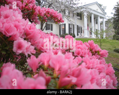 Rosa Azaleen in Macon, Georgia vor Herrenhaus Stockfoto