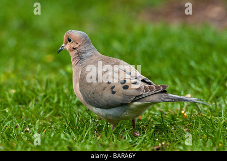 Mourning Dove Nahrungssuche in Rasen Stockfoto