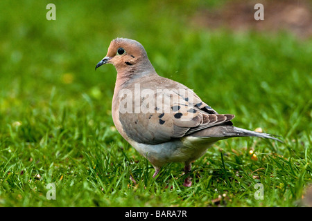 Mourning Dove Nahrungssuche in Rasen Stockfoto