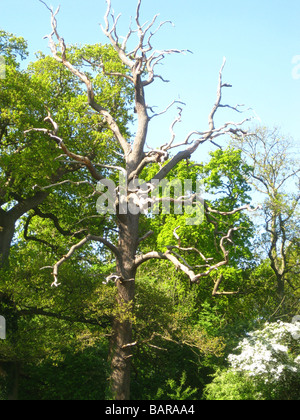 Bäume im Frühling in Montrose Pk, Burnt Oak, Barnett, London, England Stockfoto