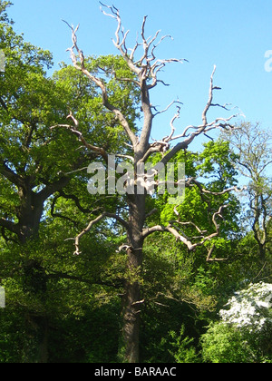 Bäume im Frühling in Montrose Pk, Burnt Oak, Barnett, London, England Stockfoto