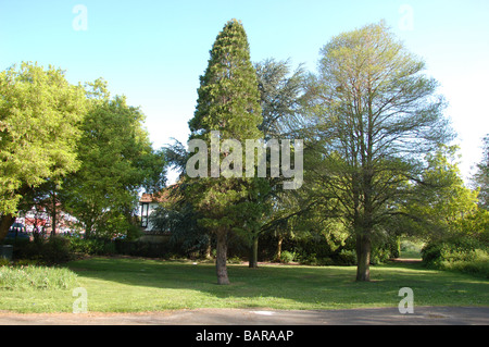 Montrose Pk, Burnt Oak, Barnett, London, England Stockfoto