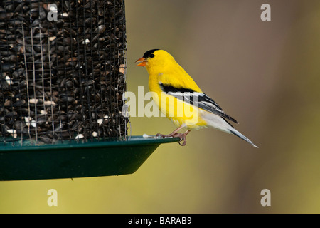 Männliche amerikanische Stieglitz in der Zucht Gefieder auf feeder Stockfoto