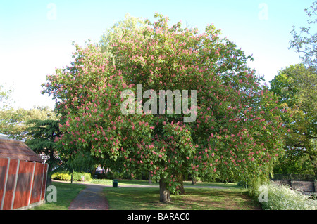 Einem blühenden Baum in Montrose Pk, Burnt Oak, Barnett, London, England Stockfoto